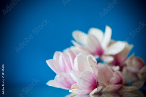 spring beautiful blooming magnolia on a blue