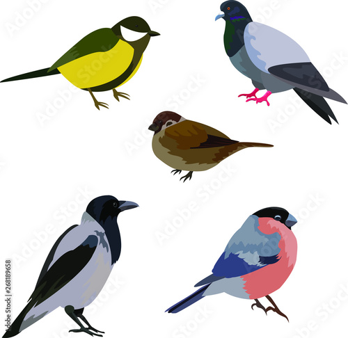 a set of birds of the city and wild