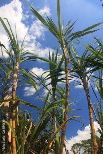 Large stems of sugar cane ready to be harvested against a blue sky with a few clouds