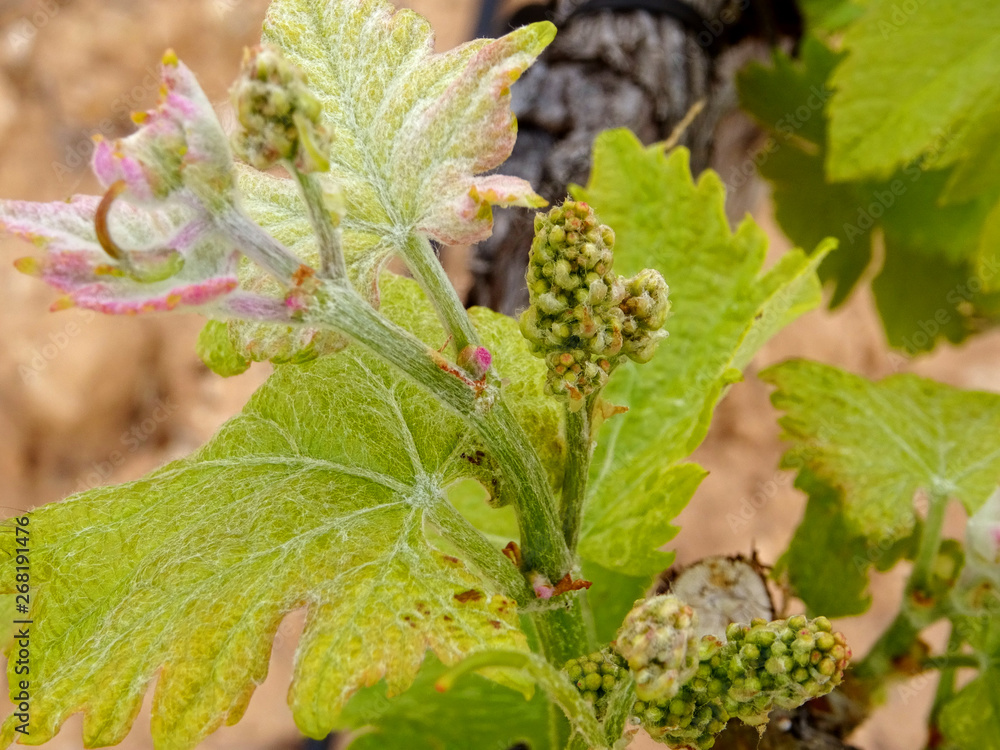 Close up of the first buds of a grape plant Close up of the first buds of a grape plant