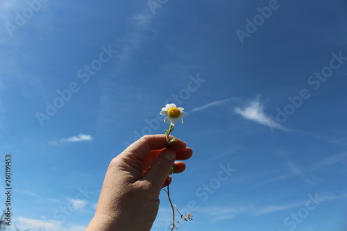 fleur dans le ciel