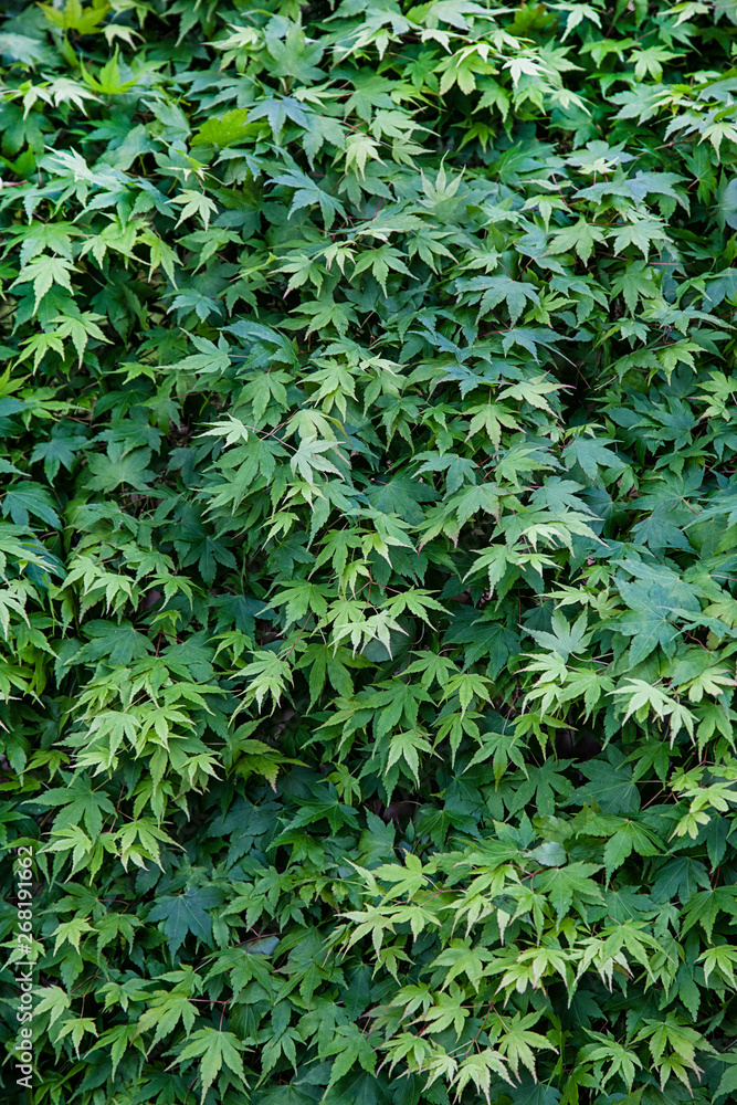 Green Wine Leaves House Wall Green Wine Leaves House Wall