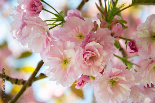 Pink cherry blossoms