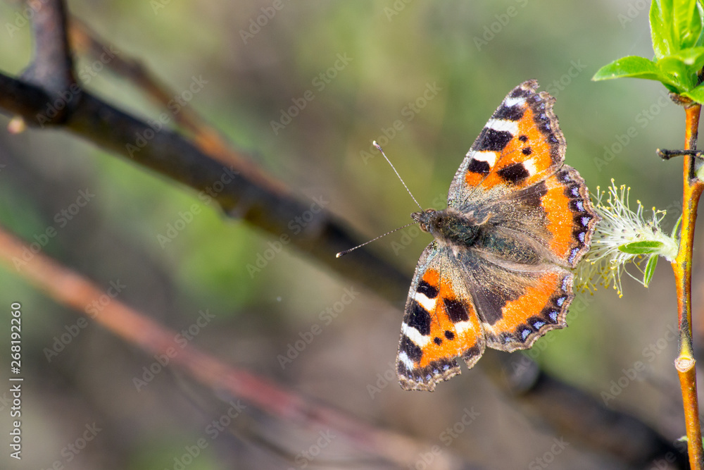 Obraz premium Butterfly urticaria