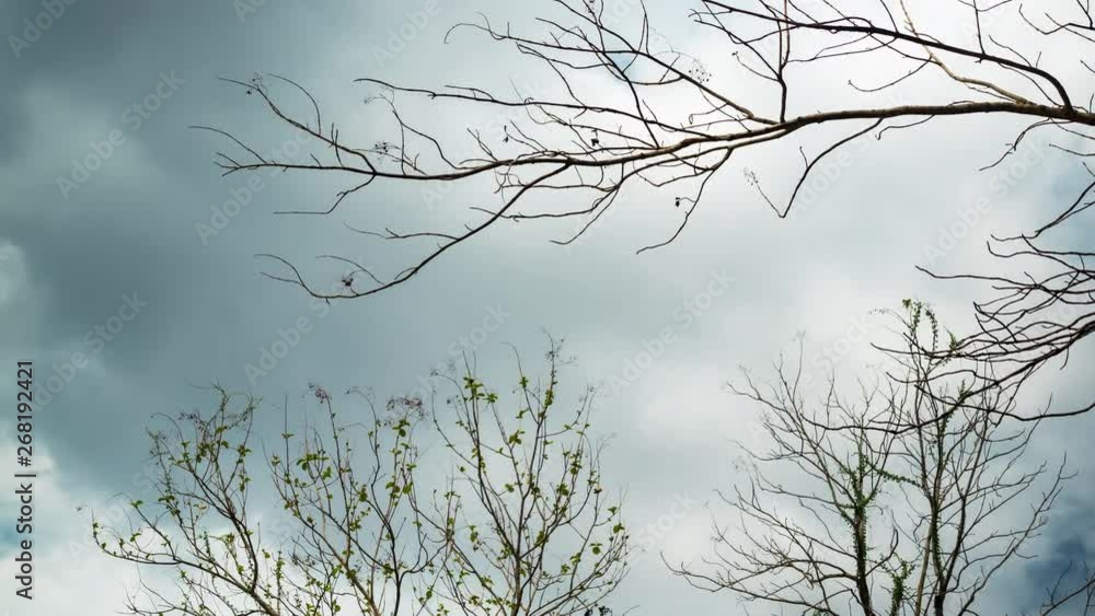 Clouds moving in the sky over dry branches of the forest in summer season Clouds moving in the sky over dry branches of the forest in summer season