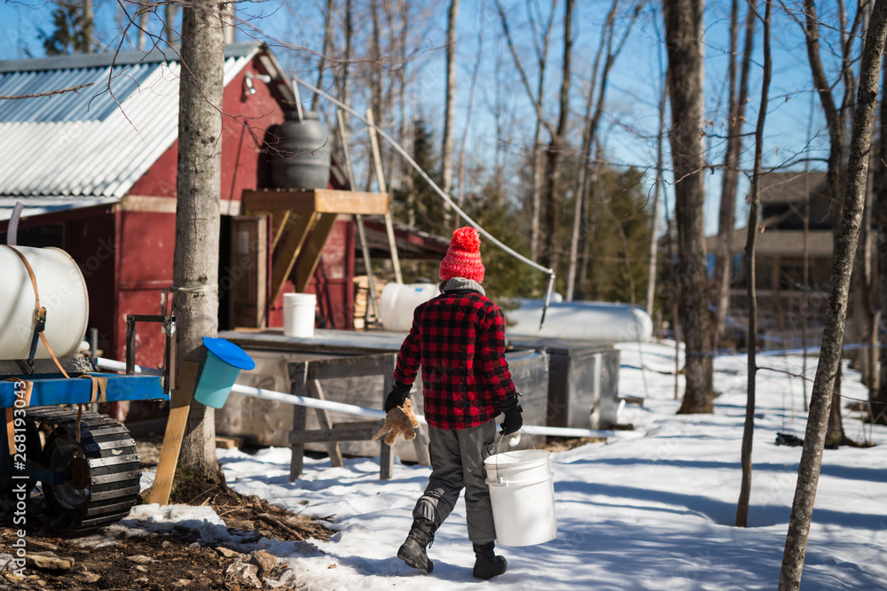 Girl walks through maple syrup farm carrying bucket of sap and stuffed animal Girl walks through maple syrup farm carrying bucket of sap and stuffed animal