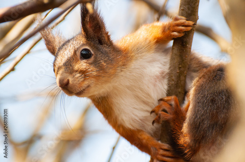 Squirrel in tree top
