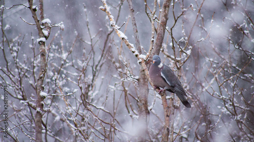 Ring dove in winter