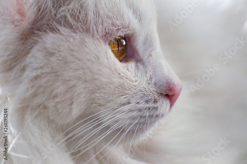 white cat