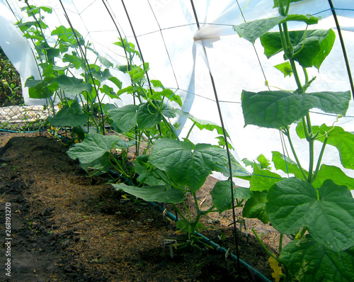 drip irrigation cucumber in the greenhouse