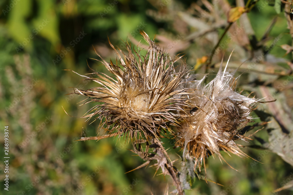 Fruchtstand der Kratzdiestel, Cirsium arvense Fruchtstand der Kratzdiestel, Cirsium arvense
