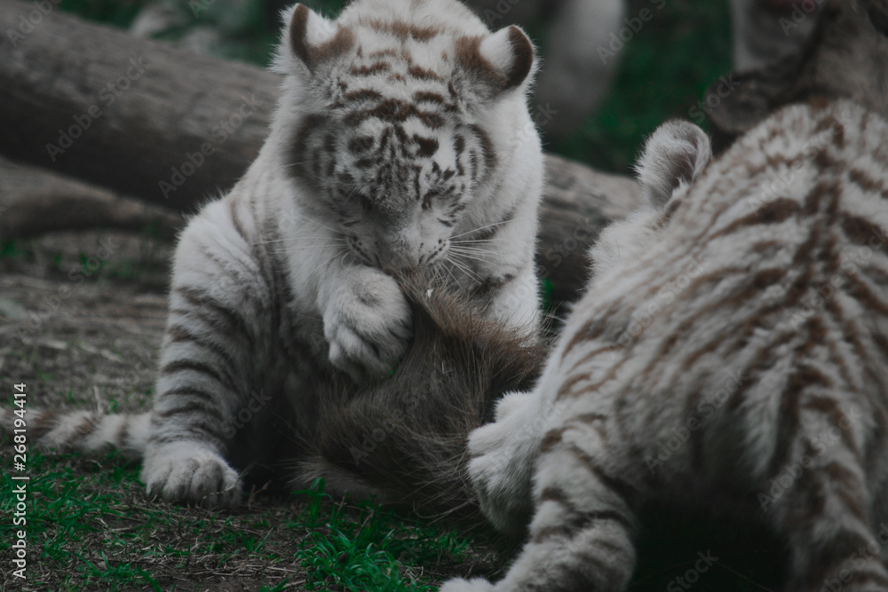 Naklejka premium white tigers