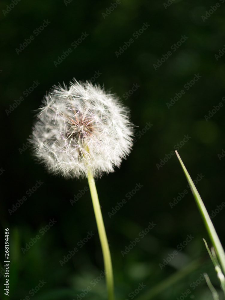 Fototapeta premium dandelion white flower macro