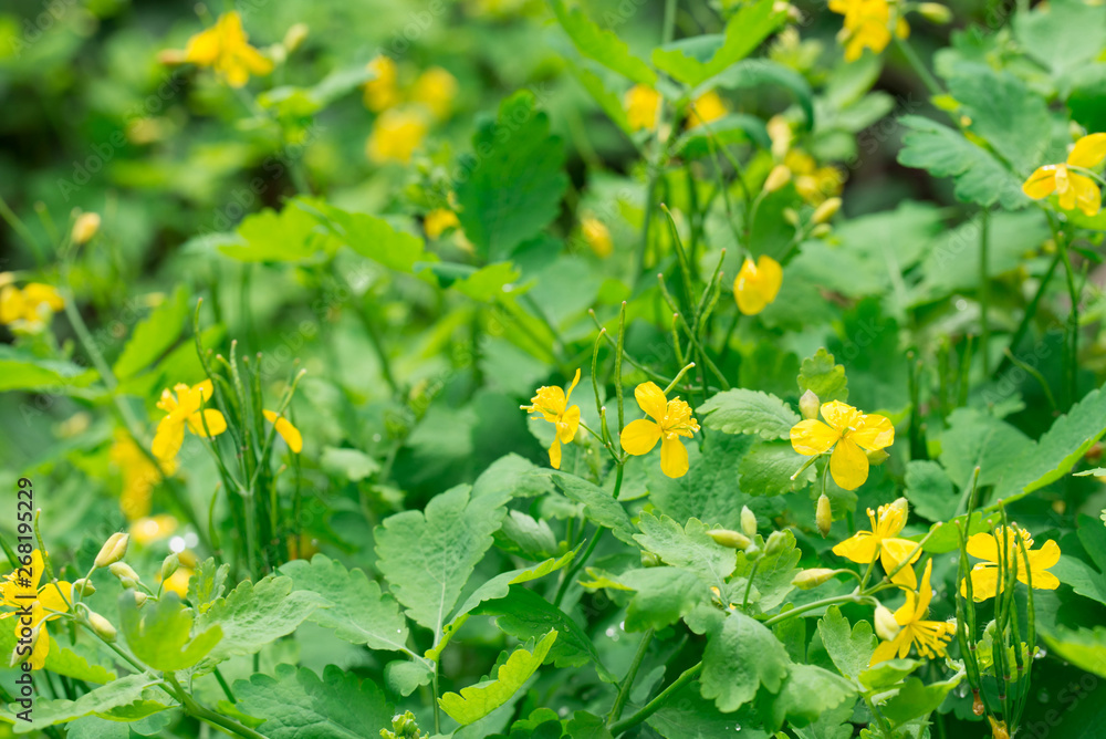 chelidonium majus, greater celandine, nipplewort, yellow flowers chelidonium majus, greater celandine, nipplewort, yellow flowers
