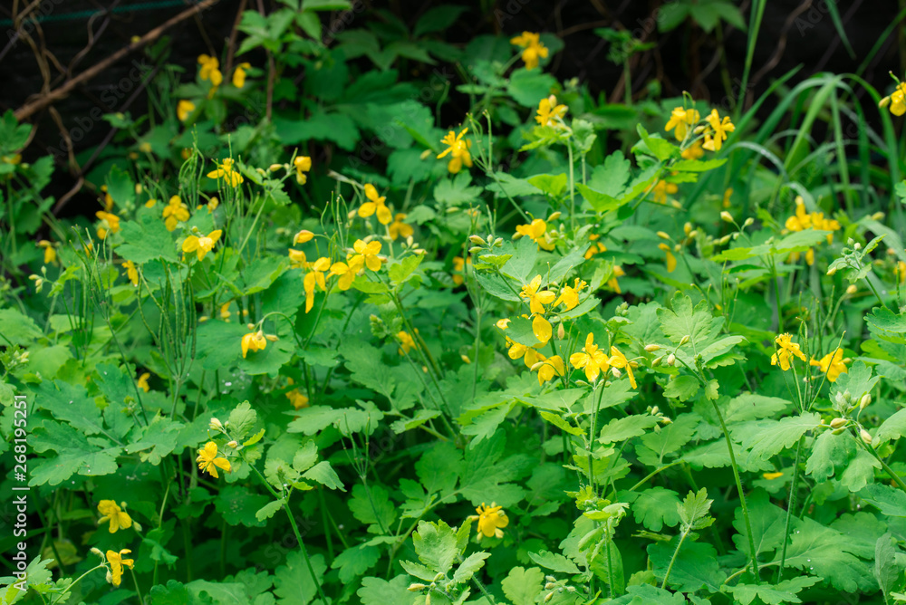 chelidonium majus, greater celandine, nipplewort, yellow flowers chelidonium majus, greater celandine, nipplewort, yellow flowers