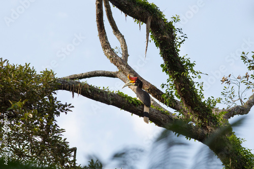 The rhinoceros hornbill is a large species of forest hornbill. This male hornbill picture was taken at Hala-bala wild life sanctuary, Narathiwat, THailand. This is a big beautiful rare bird .