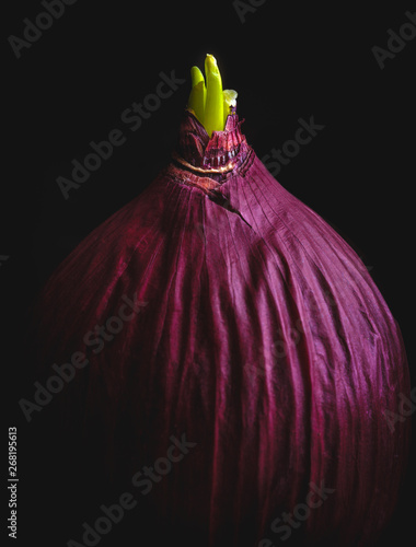 red onion preparing to bloom
