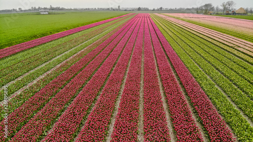Dutch flowering tulip field plum