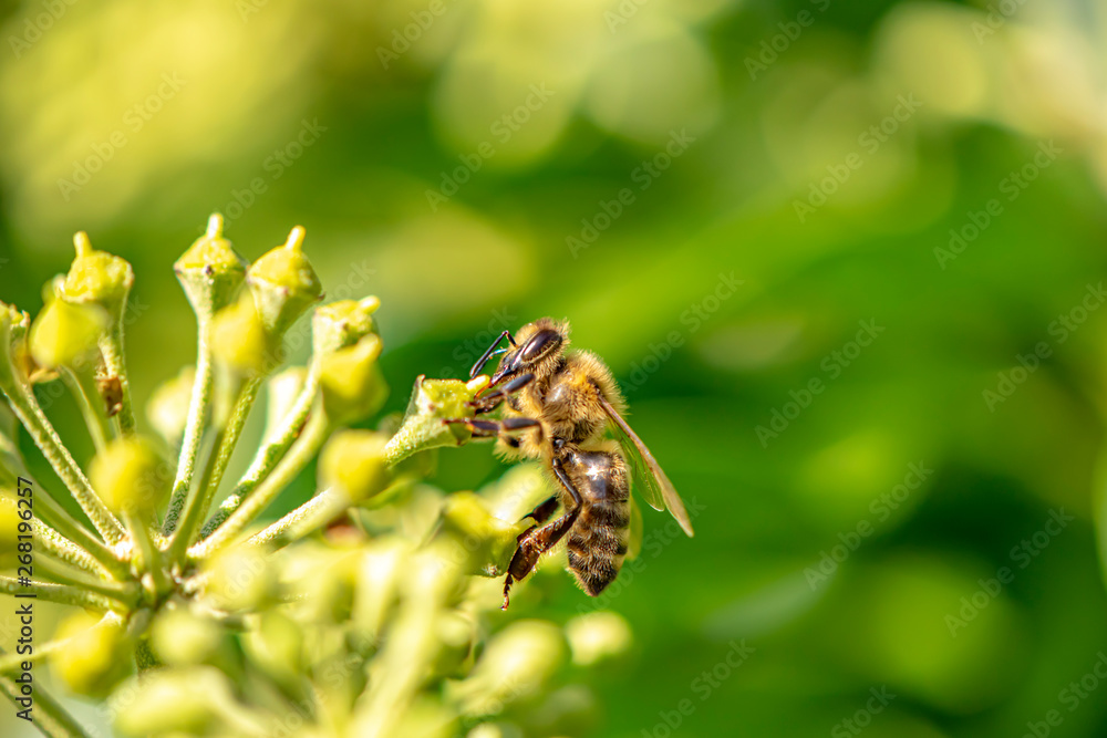 Macro shot of a bee sitting on the blossoms of an ivy and sucking nectar with its proboscis. Macro shot of a bee sitting on the blossoms of an ivy and sucking nectar with its proboscis.