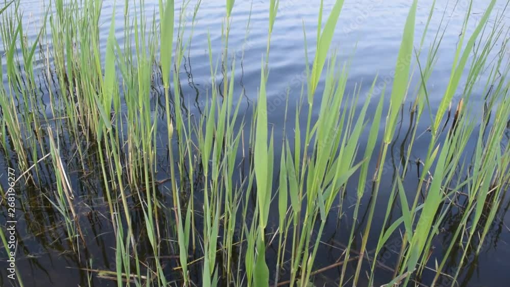 Green algae on the background of water in the lake. Green algae on the background of water in the lake.