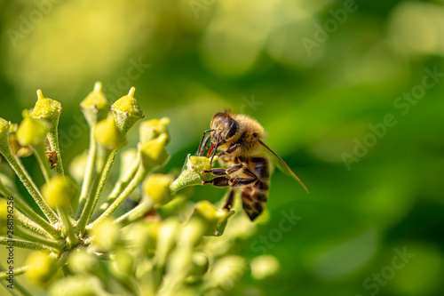 Macro shot of a bee sitting on the blossoms of an ivy and sucking nectar with its proboscis. © Mickis Fotowelt