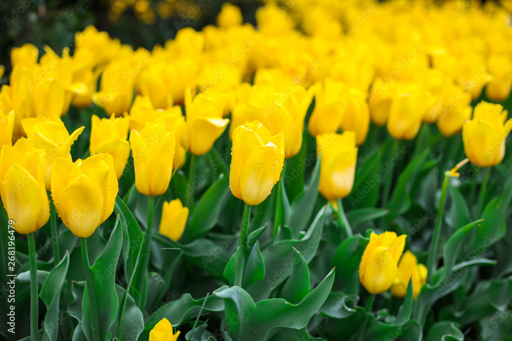 close up of yellow tulips field after rain close up of yellow tulips field after rain