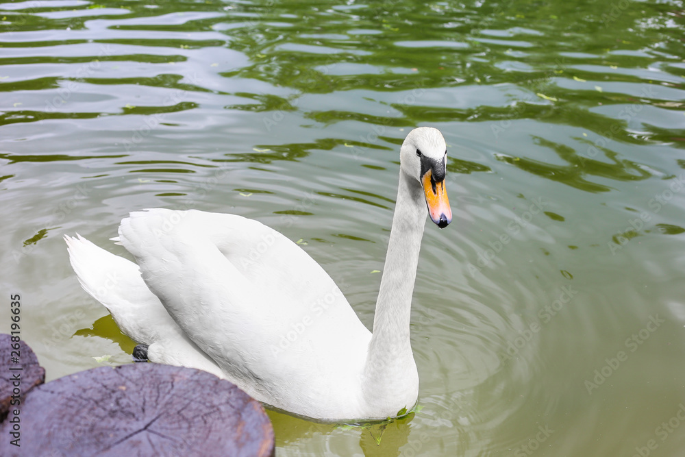 Obraz premium close up of beautiful white swan on a lake