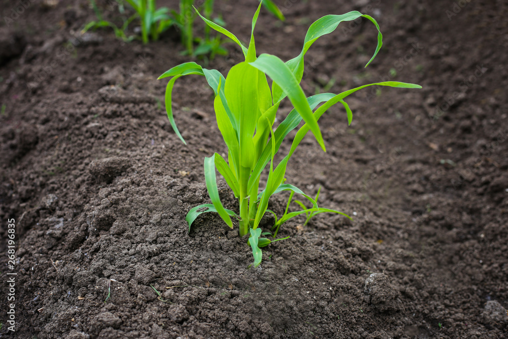 Close up of plant young corn in the garden Close up of plant young corn in the garden