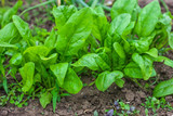 Close up of spinach in garden