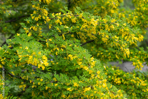 Flowers of yellow acacia in the color, Caragan tree, close-up