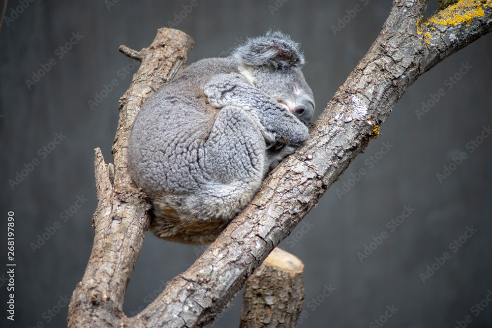 Fototapeta premium sleeping Koala