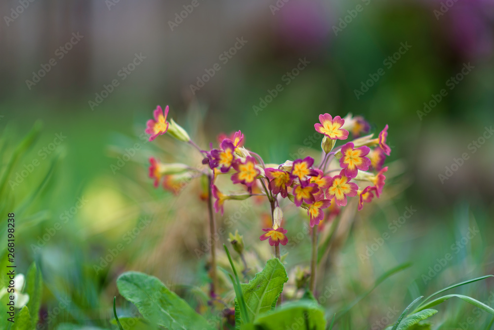 Primrose plant primrose ordinary purple first spring flower. Primrose plant primrose ordinary purple first spring flower.