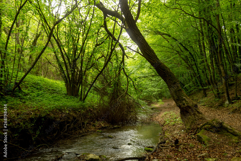 A small river deep in the green forests of Bulgaria in spring rainy day. A small river deep in the green forests of Bulgaria in spring rainy day.