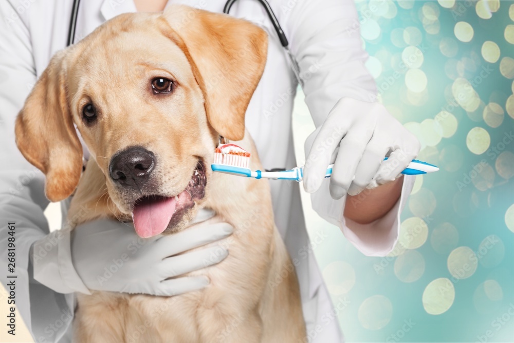 Fototapeta Doctor brushing dog's tooth for dental care
