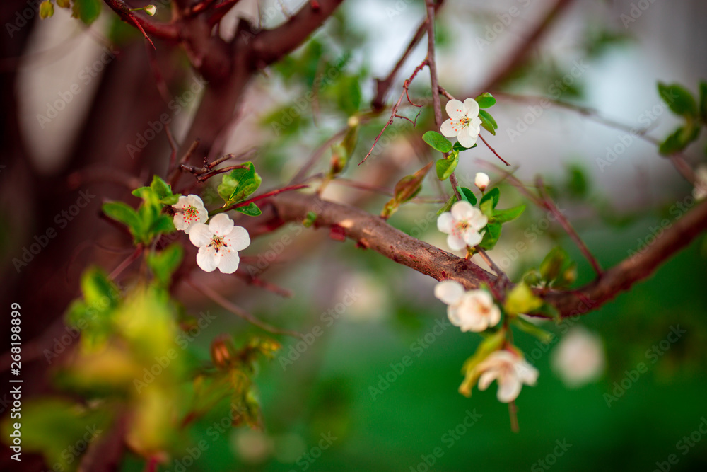 white flowers on tree branches white flowers on tree branches