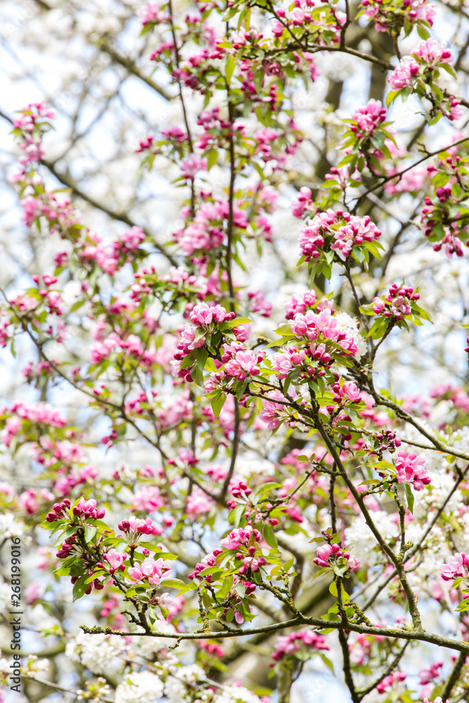 A lot of crab apple blossom A lot of crab apple blossom