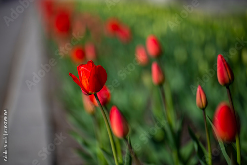 Flower bed with red tulips