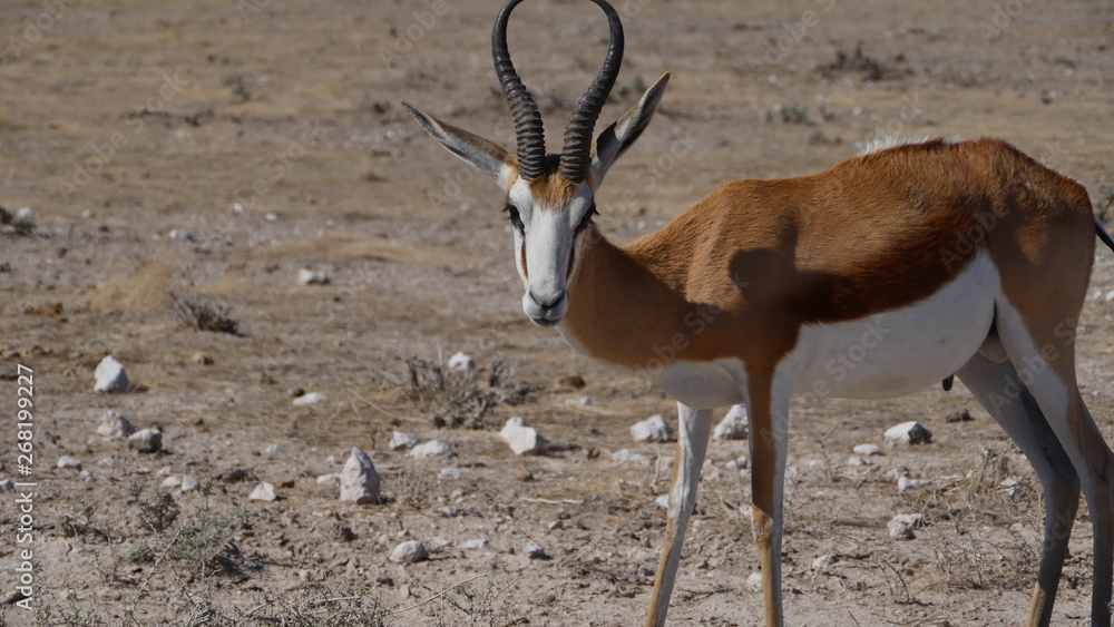 Springbok Springbok