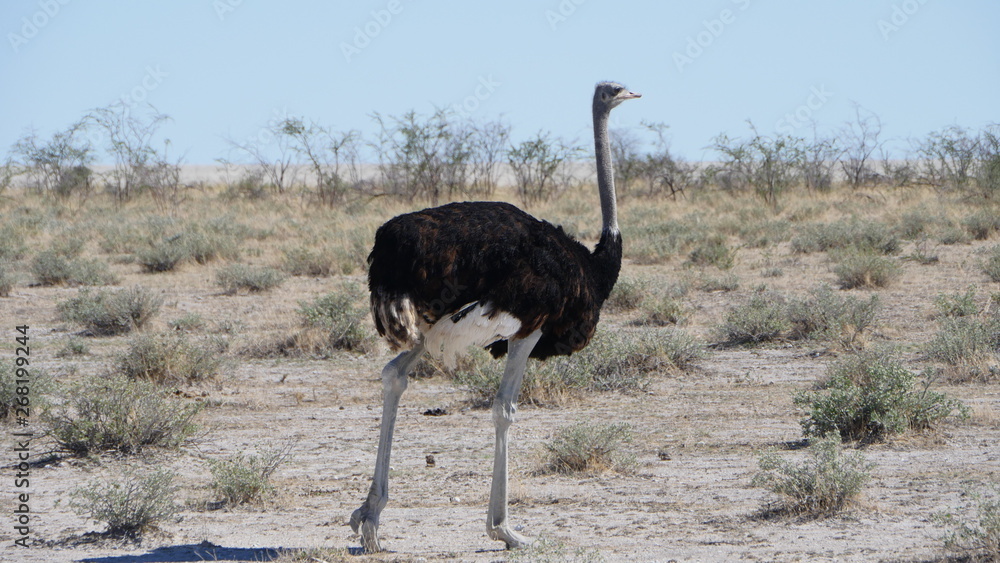 Naklejka premium Avestruz