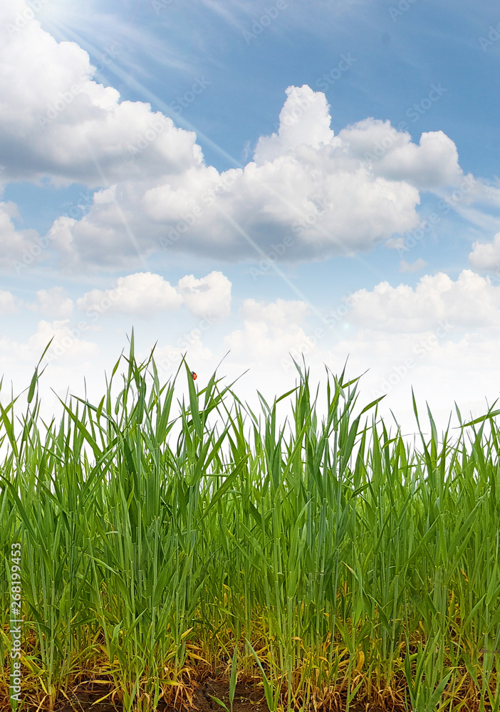 Grass cereal field roots soil Grass cereal field roots soil