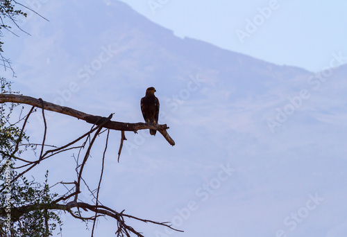 Wild eagle silhouette outline perched on branch looking into distance sky mountain in distance Amboseli National Park Kenya East Africa. Bird's eye view. Copy space wild safari