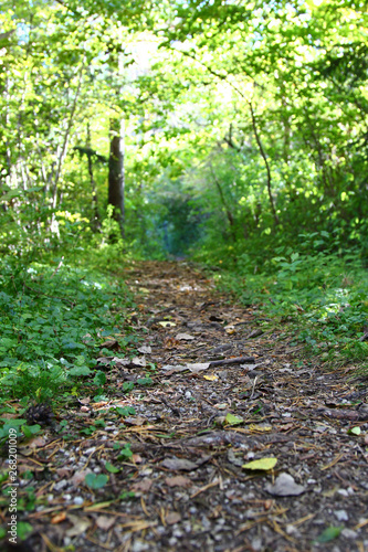 Waldlichtung, Weg  © Sabrina