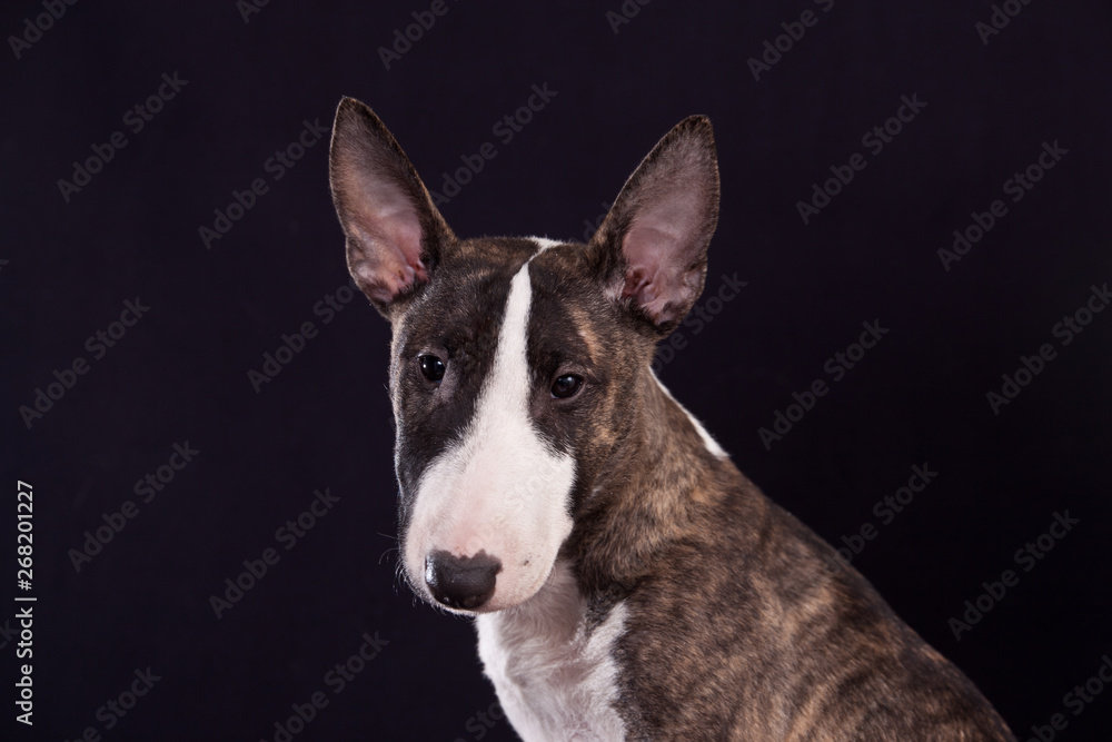 Dog breed mini bull terrier portrait on a black background