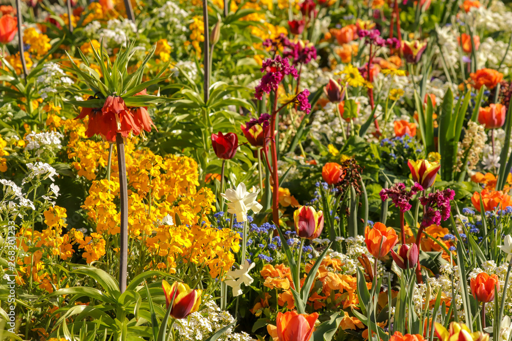a spring garden full of colorful flowers