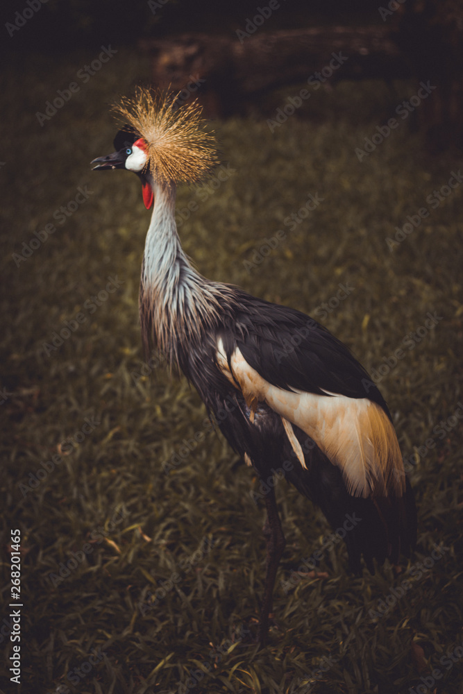Fototapeta premium exotic bird