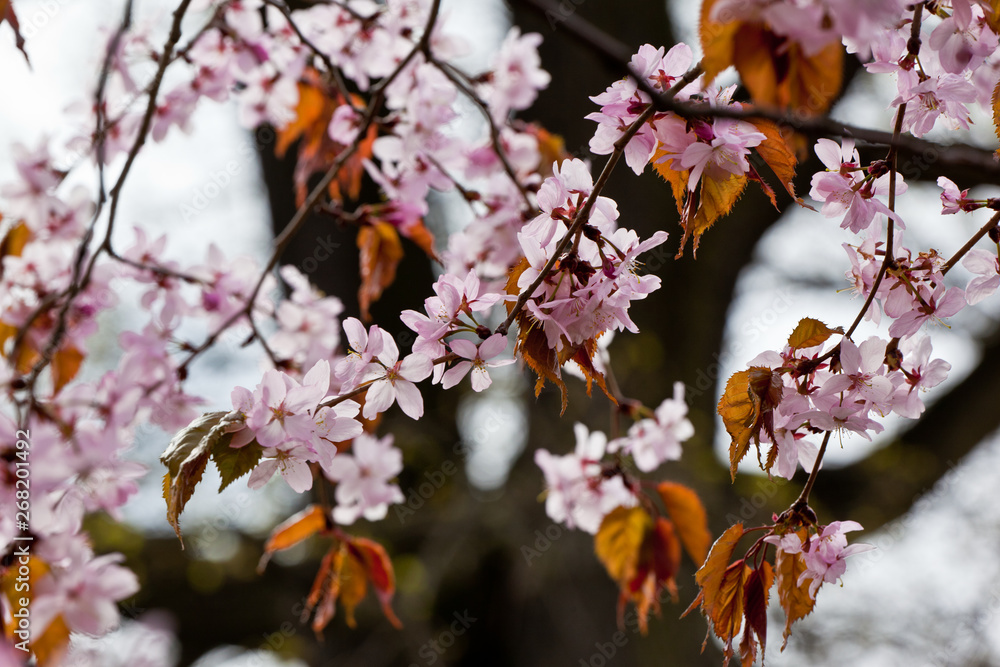 Blooming pink sakura in early spring