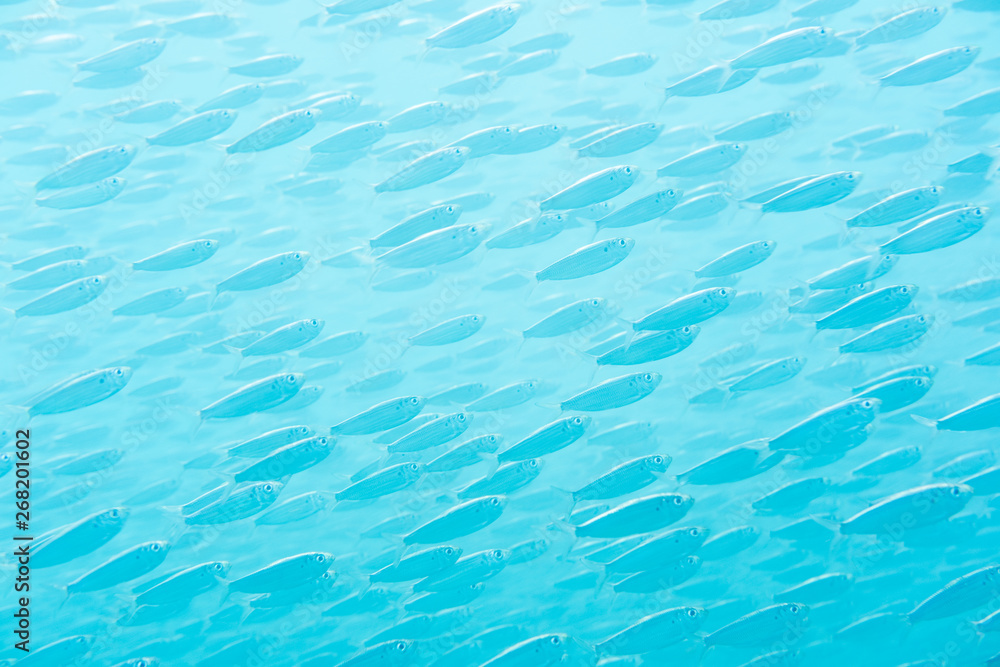 A school of fish swimming underwater in a clear blue ocean. A school of fish swimming underwater in a clear blue ocean.