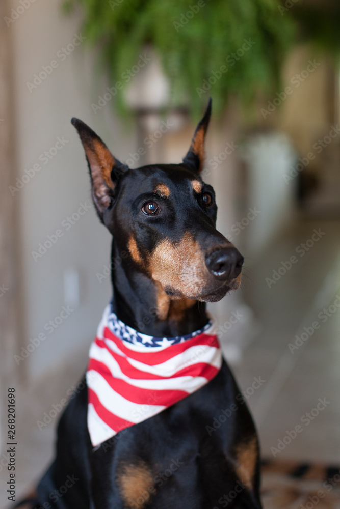 portrait of doberman portrait of doberman