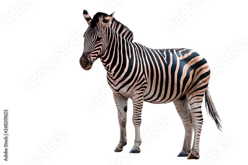 Zebra Isolated on White background.