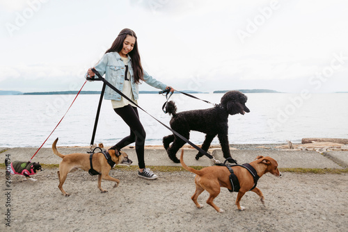 Teenage girl walking dogs photo